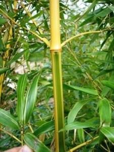 Phyllostachys bambusoïdes 'Castillonis'