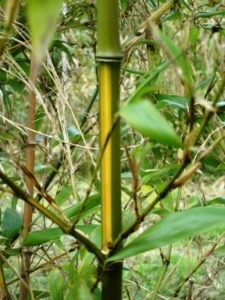 Phyllostachys bambusoïdes 'Castillonis Inversa'
