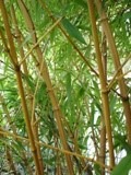 Phyllostachys bambusoïdes 'Holochrysa'