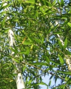 Phyllostachys nigra Henonis