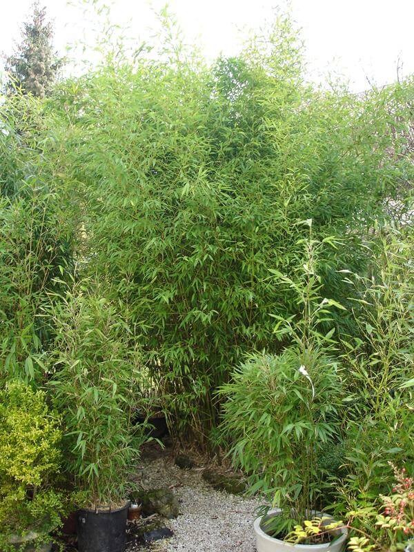 bambous Aurea